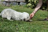 LAGOTTO CAVAGE 031